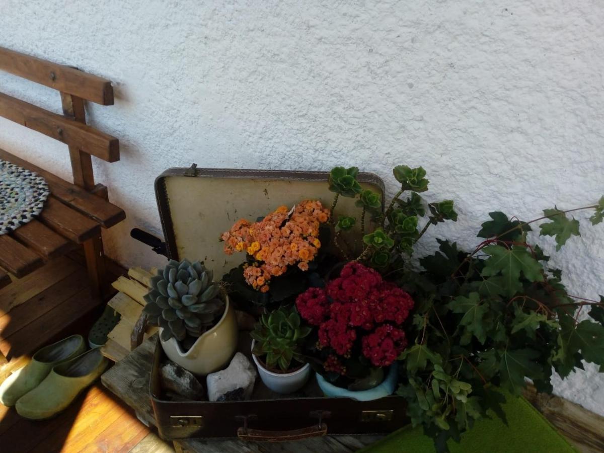 Assling Bed & Breakfast Dolomiti Bey Haus Pinter المظهر الخارجي الصورة