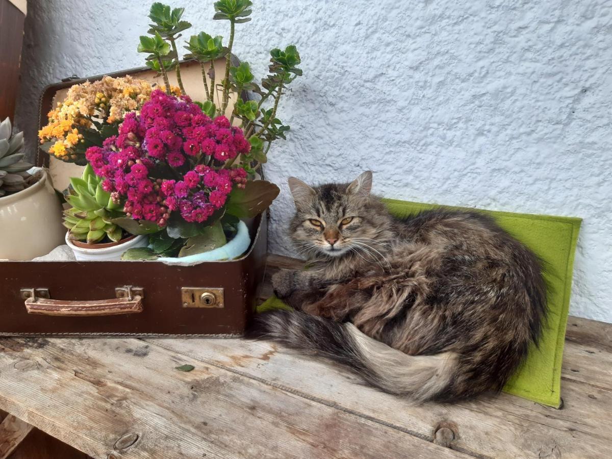 Assling Bed & Breakfast Dolomiti Bey Haus Pinter المظهر الخارجي الصورة